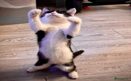 British Shorthair cats for sale: Two loving kittens ready for their forever home! - Image 2