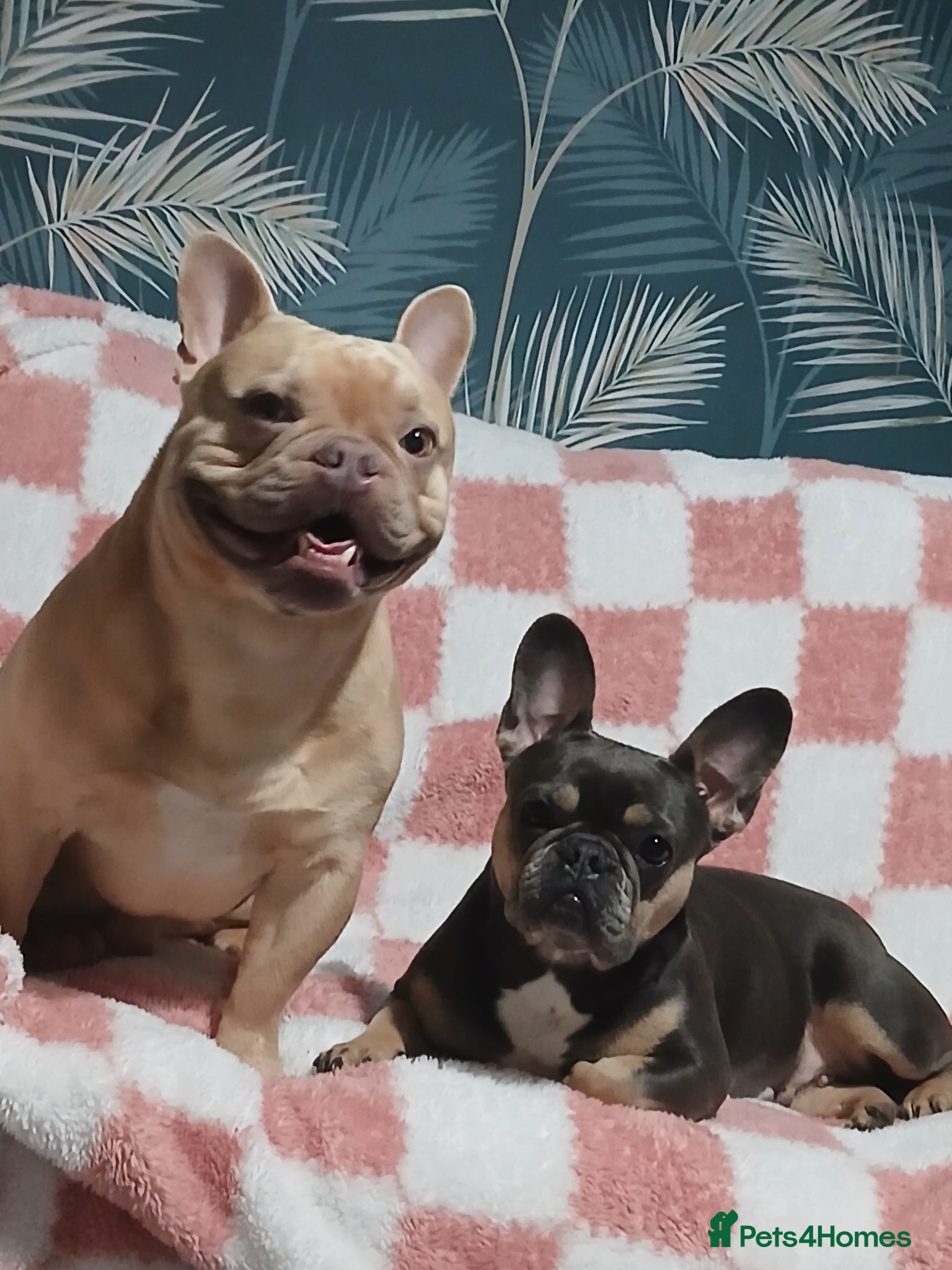 French Bulldog dogs French bulldogs puppies - Advert 4