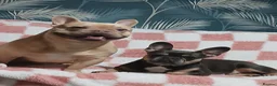 French Bulldog dogs for sale: French bulldogs puppies payment plans available - Advert 1