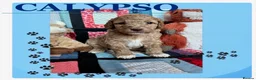 Australian Labradoodle dogs for sale: Australian Labradoodle puppies - Advert 28