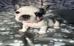 French Bulldog dogs for sale: Amazing french bulldog  - Image 17