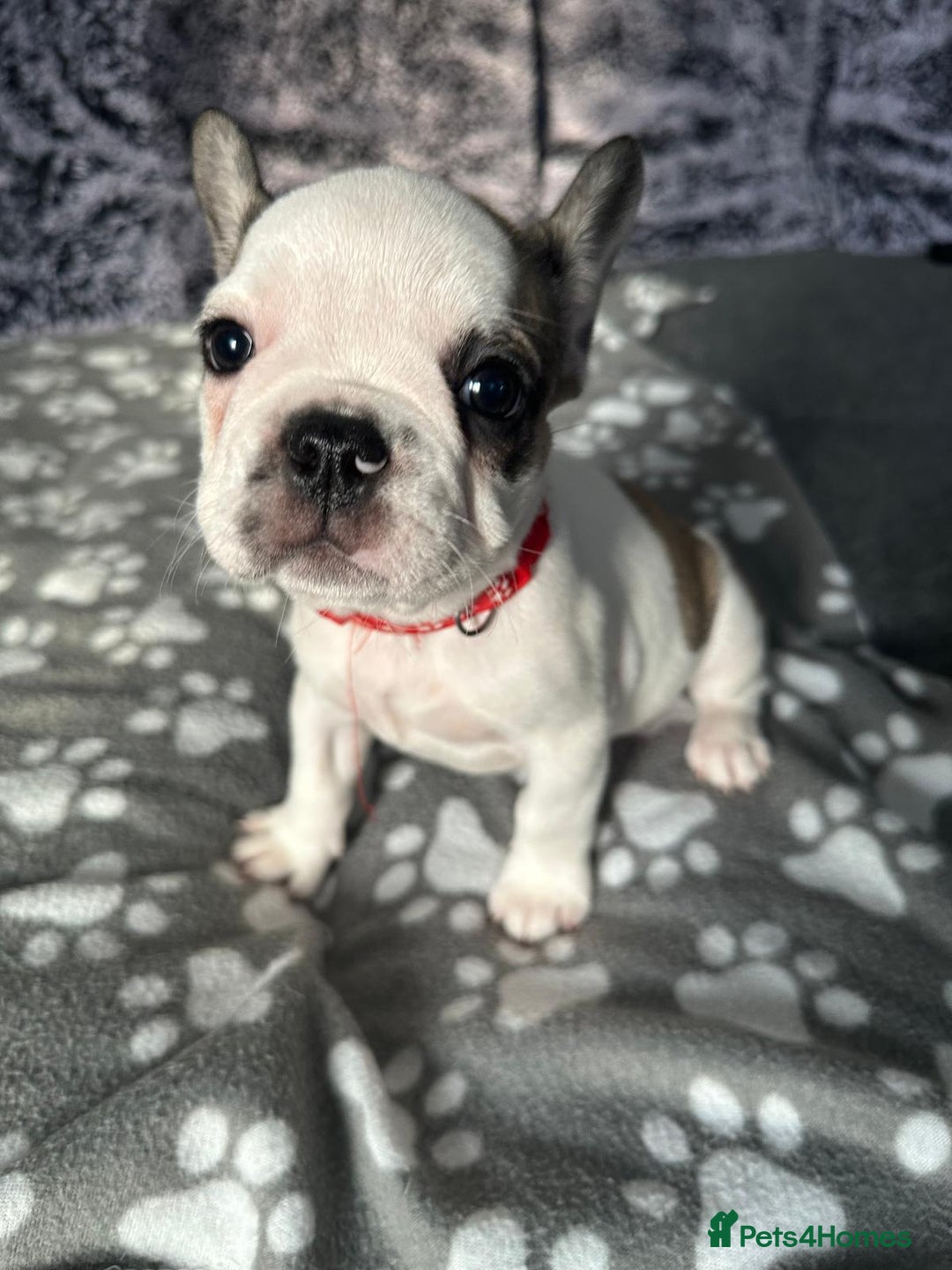 French Bulldog dogs for sale: Amazing french bulldog  - Image 17