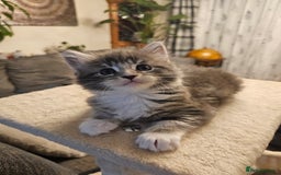 Maine Coon cats for sale: 4 beautiful maine coon kitten  - Image 3