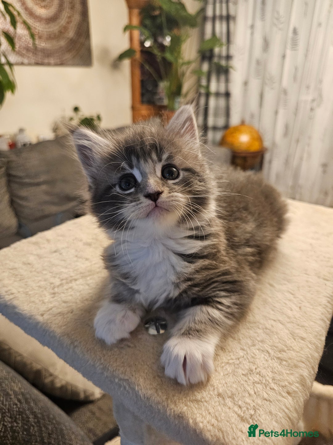 Maine Coon cats for sale: 4 beautiful maine coon kitten  - Image 3
