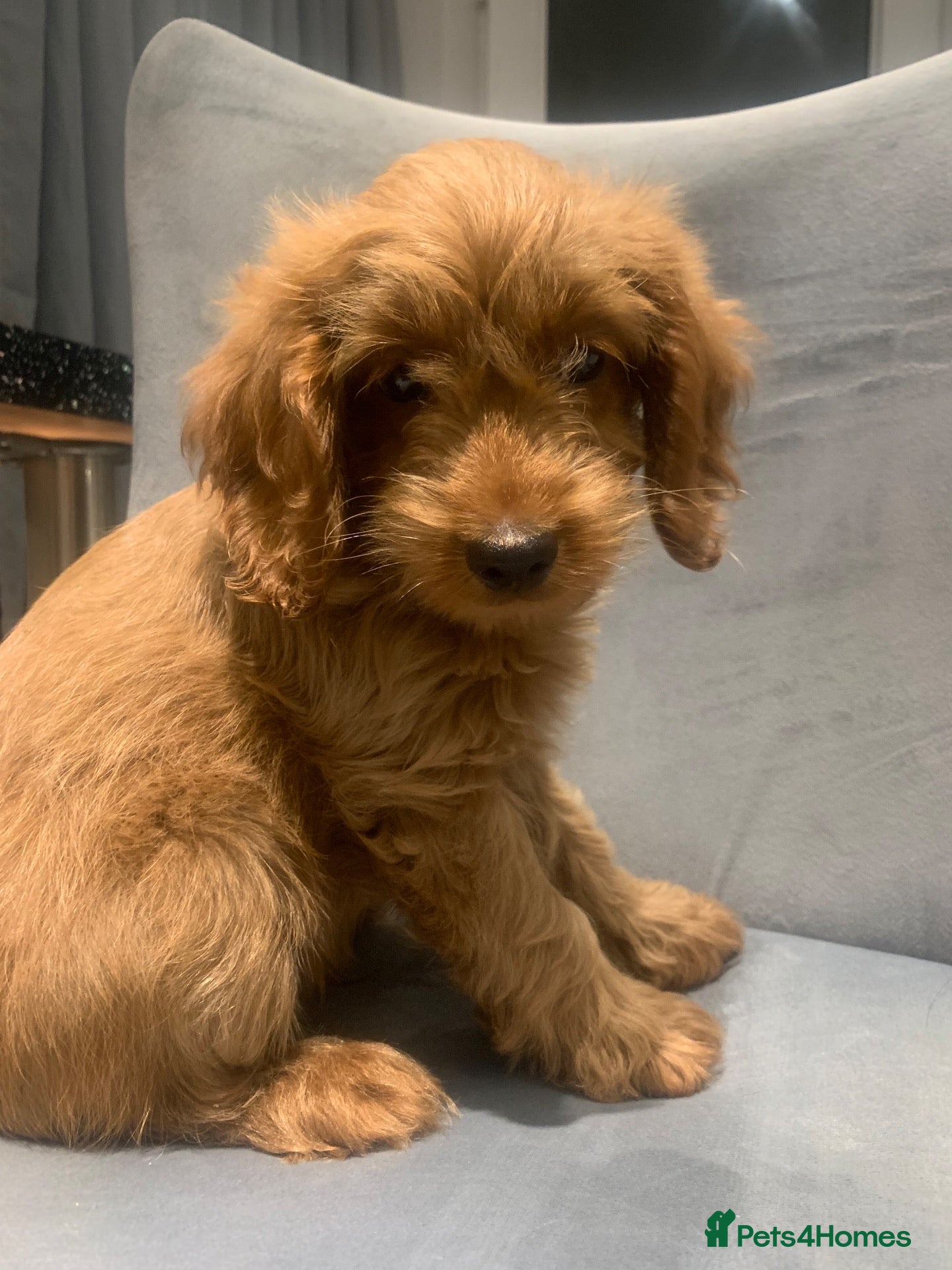 Cockapoo dogs Stunning red cockapoo puppies  - Advert 1