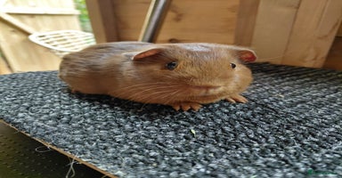 Guinea Pig rodents - Advert 14