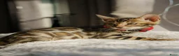 Bengal cats for sale: ONLY 4 LEFT - HEALTH/DNA TESTED BENGALS - Advert 19