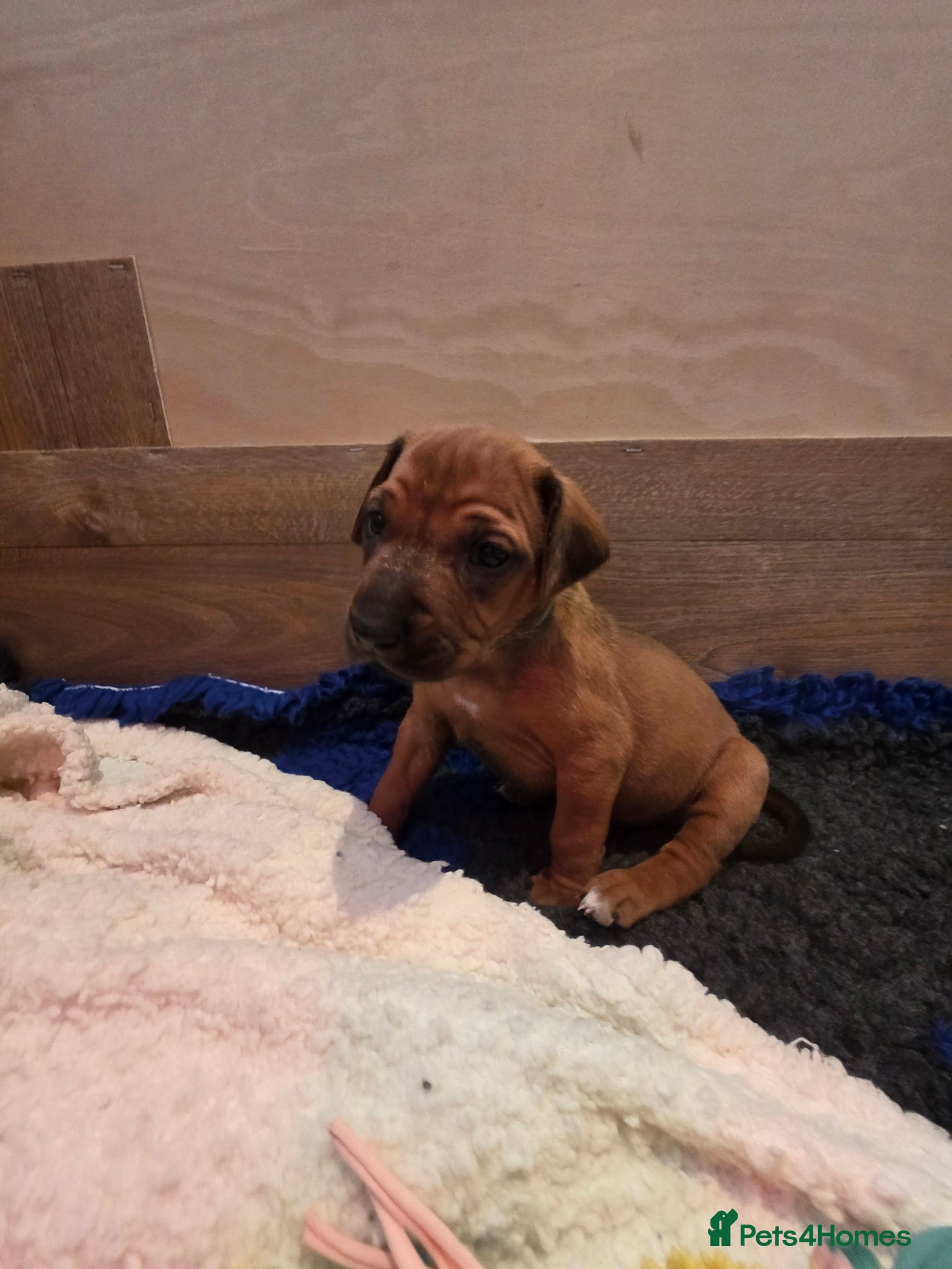 Rhodesian Ridgeback dogs Viewing Tomorrow - 17th May x3 Females - Advert 3