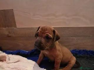 Rhodesian Ridgeback dogs Viewing Tomorrow - 17th May x3 Females - Advert 3