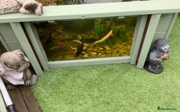Pond Fish fish for sale: Pond fish - Image 5
