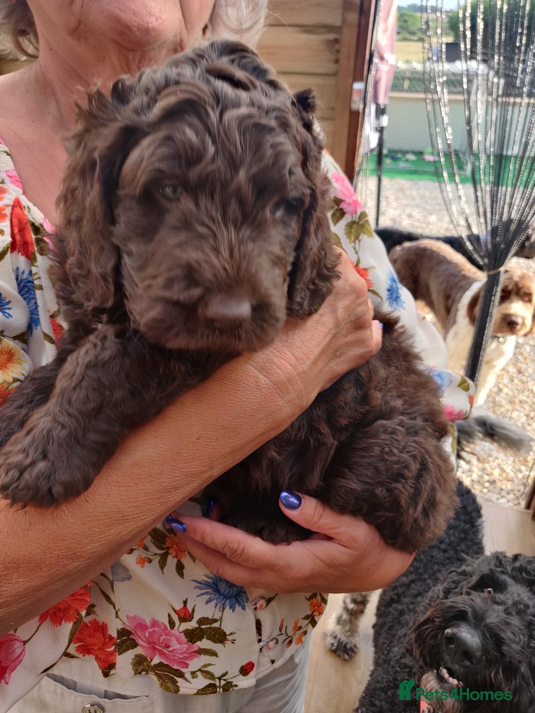 Newfypoo Puppies Newfoundland Dog Mix Breeds Mini Newfypoo Puppy
