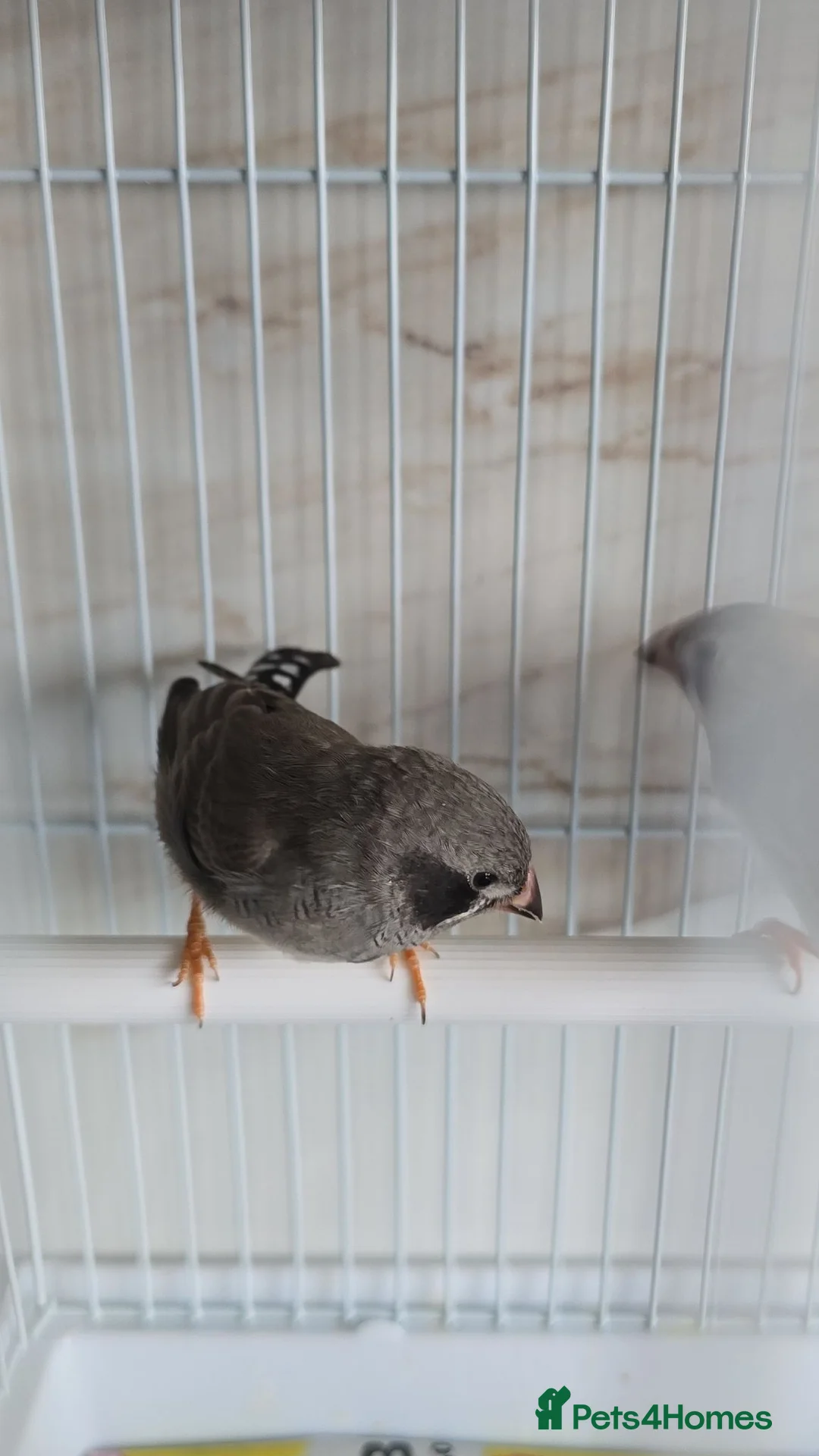 Finches birds for sale: Zebra finch with cage - Advert 2