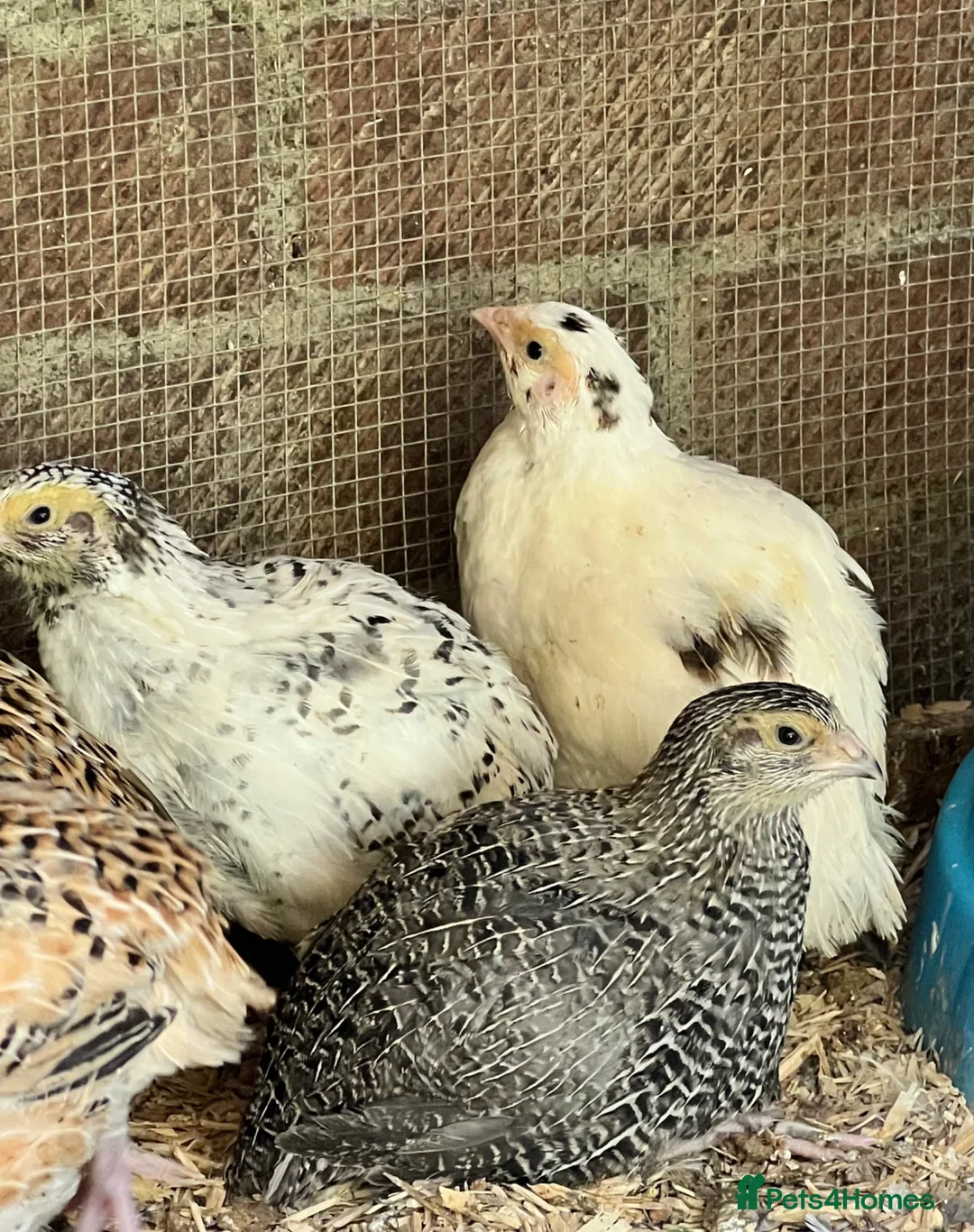 Quail poultry for sale: Jumbo & XL Jumbo POL Quail • Hatched regularly - Advert 2