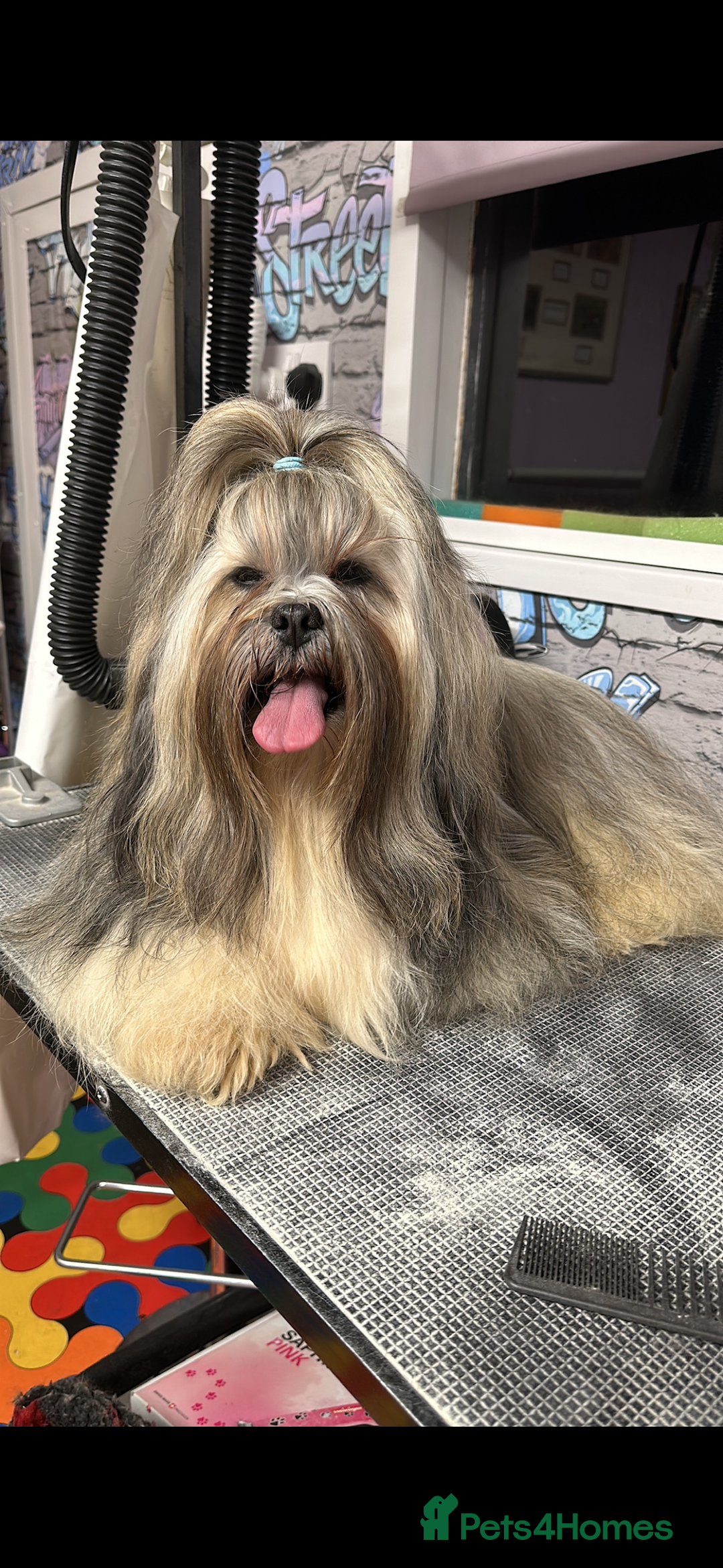 Lhasa Apso dogs for stud: KC Reg, DNA PRA4 clear Lhasa Apso in Carluke - Advert 4