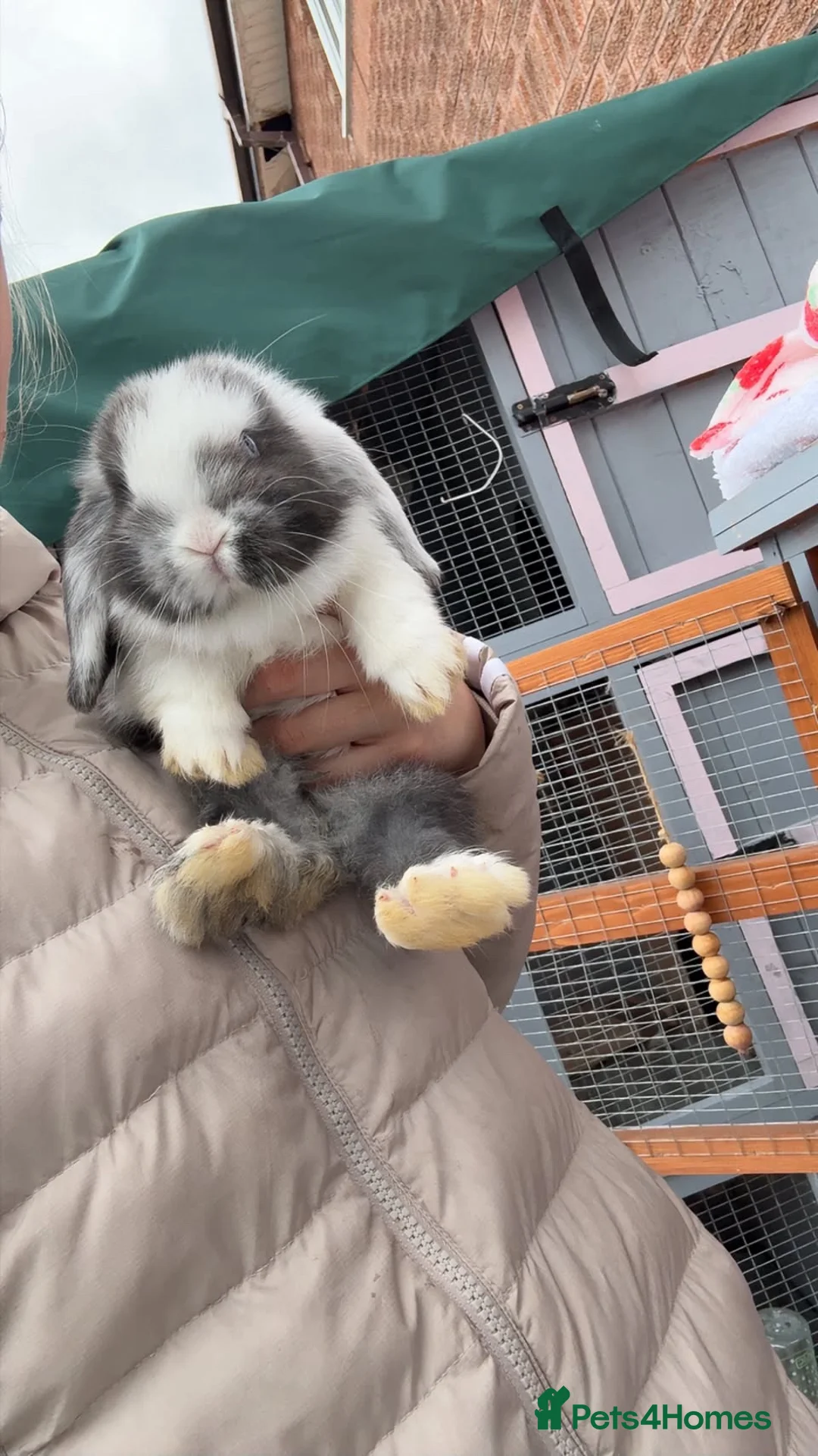 Mini Lop rabbits for sale: 🐰 Beautiful Baby Rabbits – Waiting List Now Open  - Advert 1