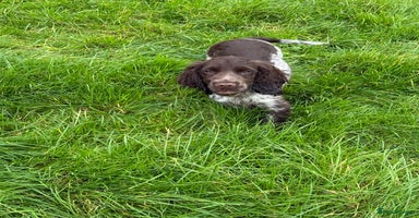 Cocker Spaniel dogs - Advert 11