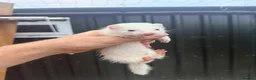 Ferret rodents for sale: Male ferret half micro black eyed  - Advert 1