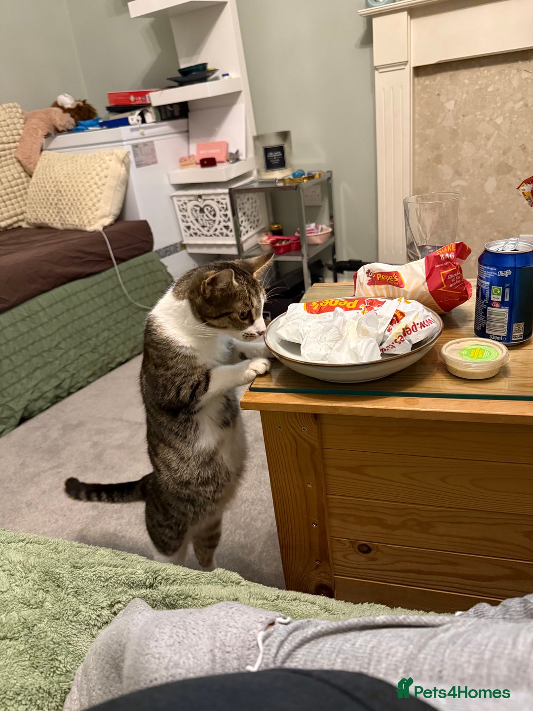 Domestic Shorthair cats for sale: Free girl cat (spayed) - Image 16