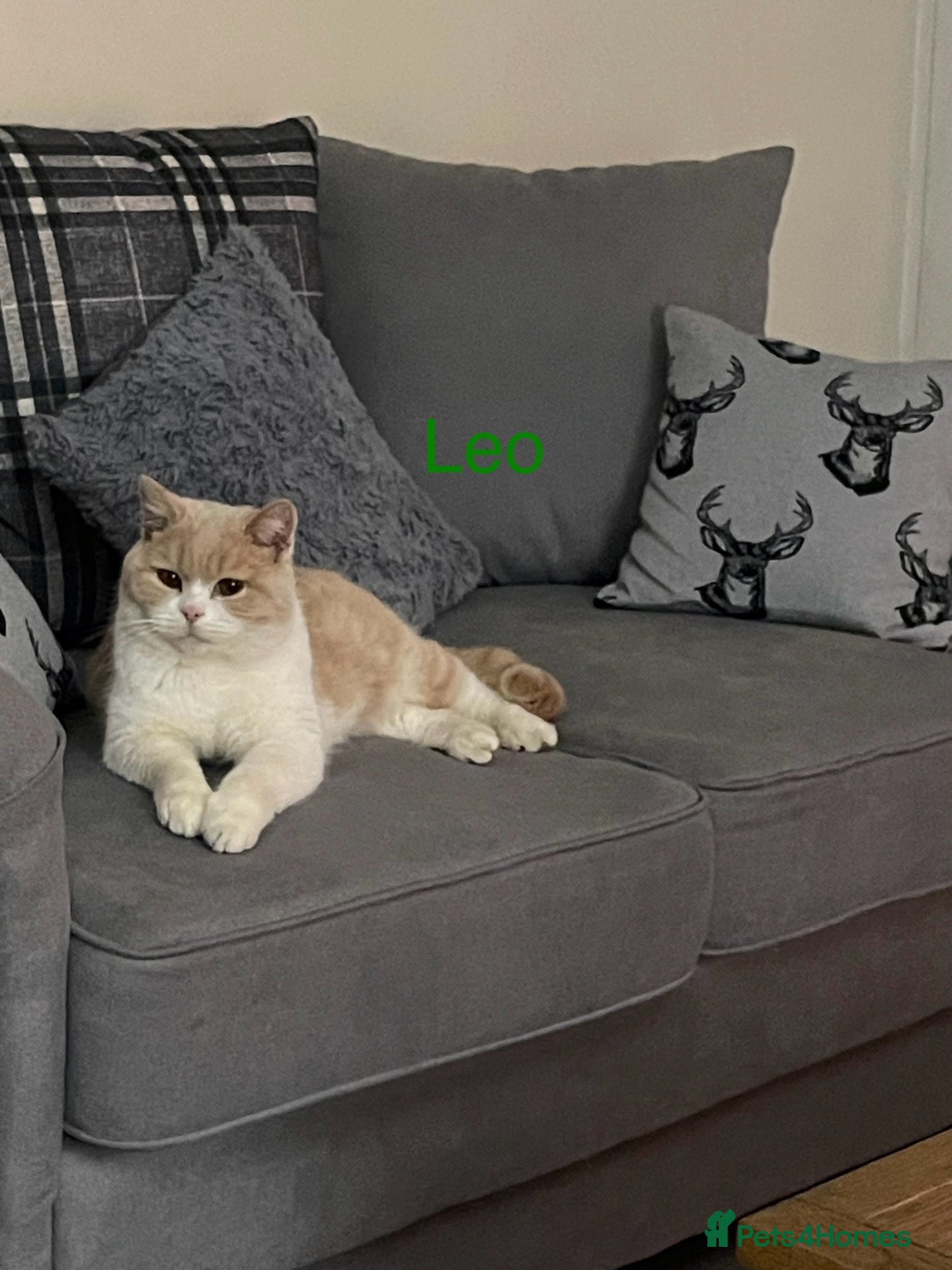 British Shorthair cats for sale: Cream bicolour British short haired  - Advert 19
