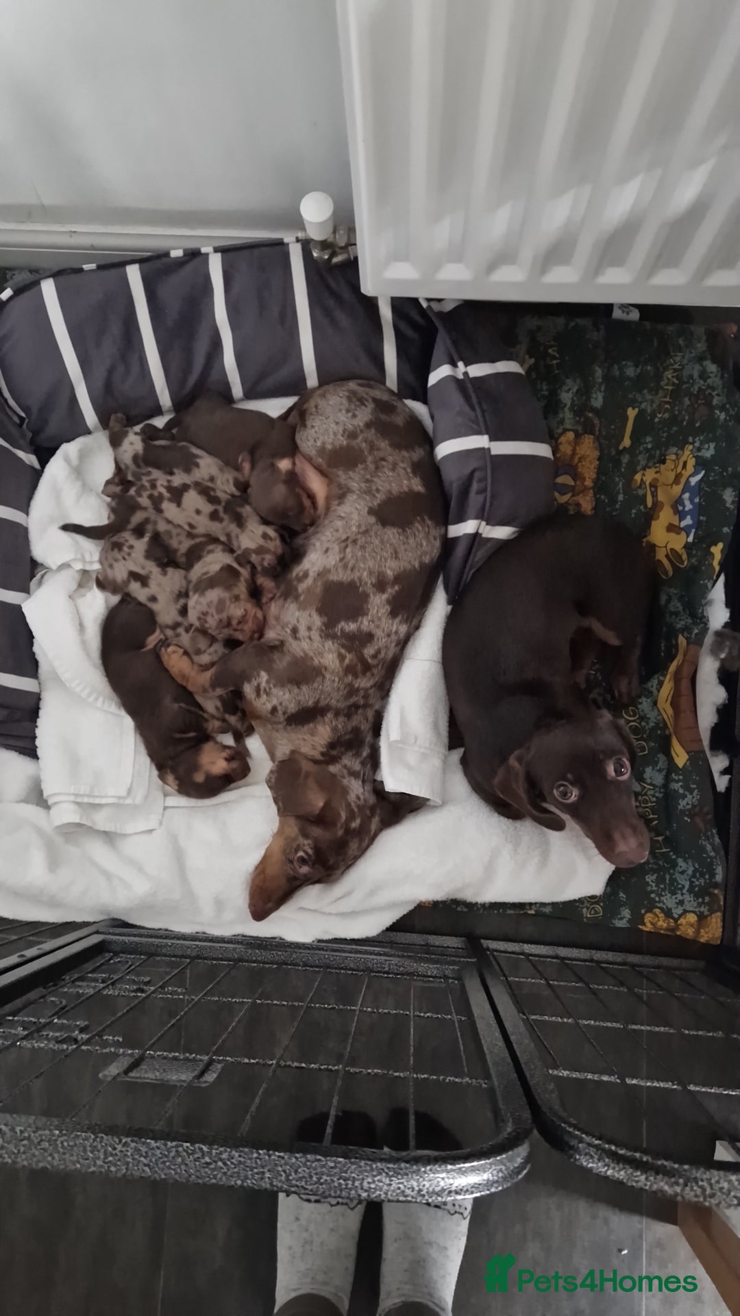 Miniature Dachshund dogs for sale: Miniature Smooth Haired Dachshund  - Advert 15