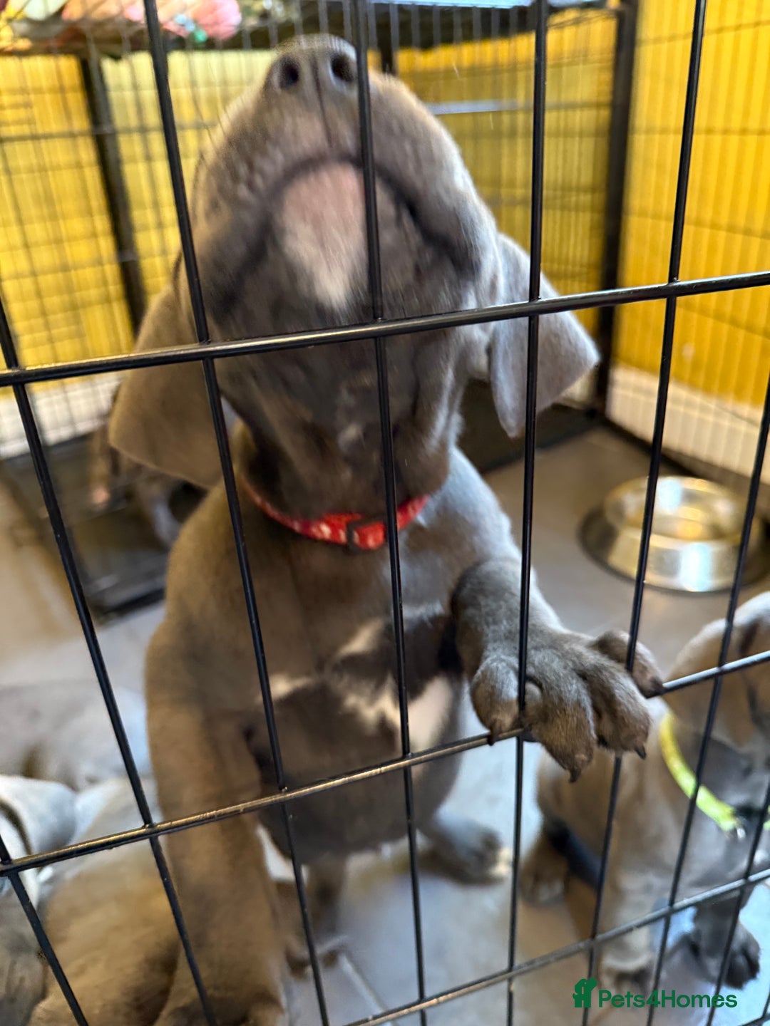 Cane Corso dogs for sale: Blue Cane Corso Puppies - Image 6