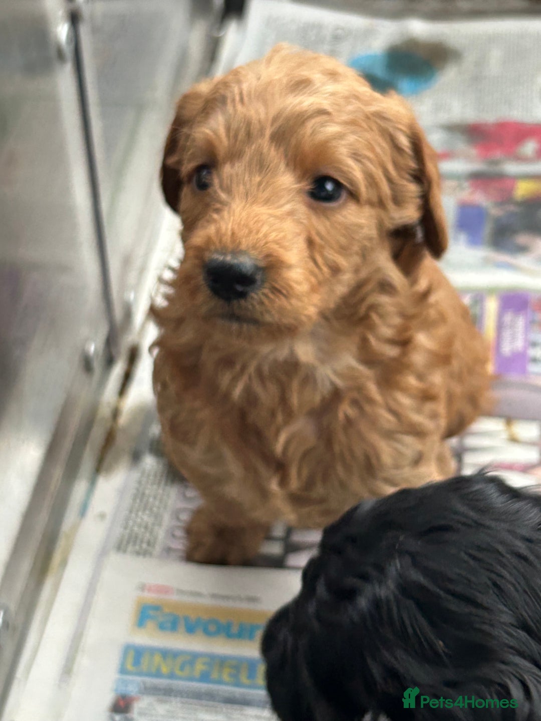 Labradoodle dogs for sale: F1b miniature labradoodle  - Image 3