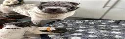 Shar Pei dogs for sale: Kc registered shar pei - Advert 12
