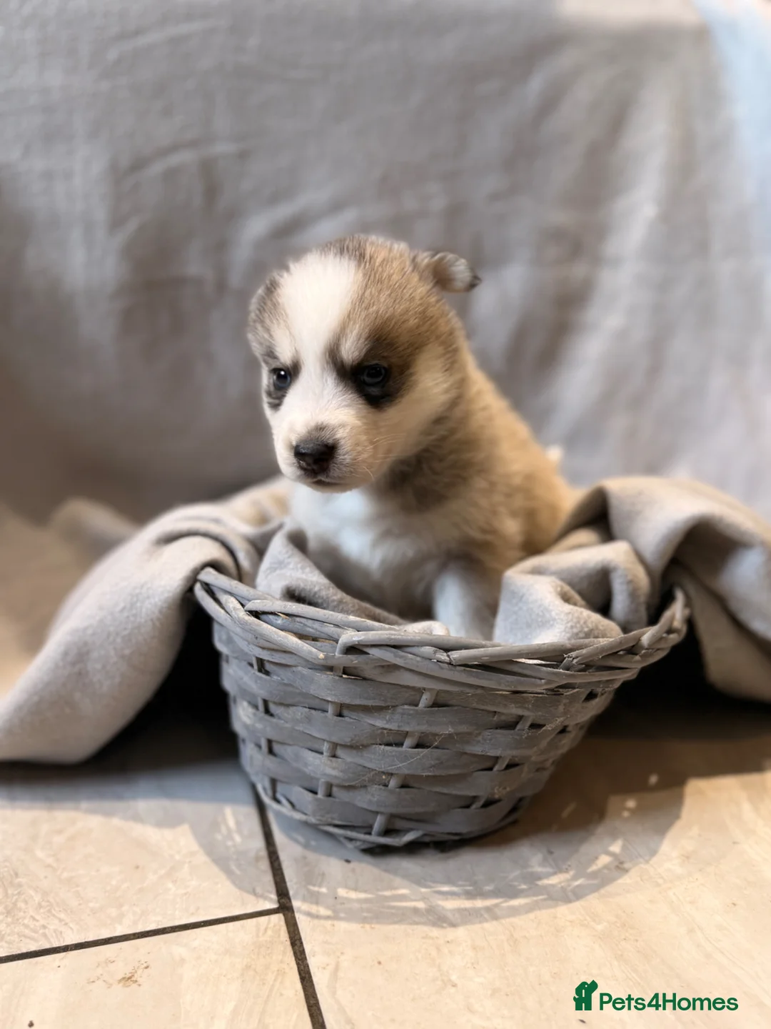 Pomsky dogs for sale: 6 beautiful pomsky 3 girls 3 boys stunning marking - Advert 2