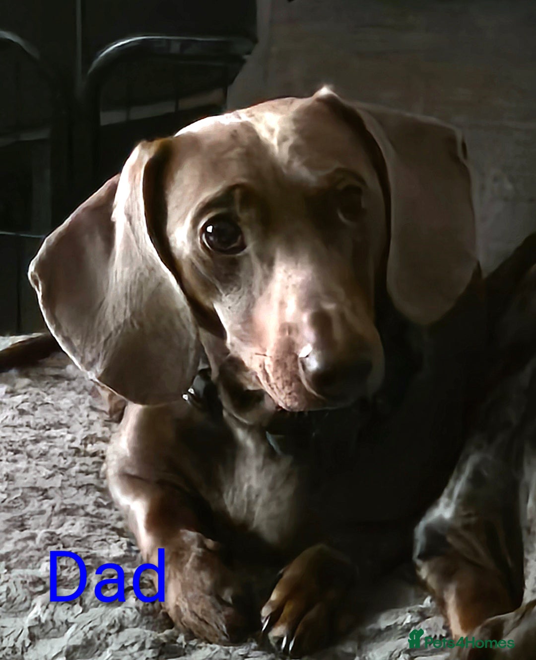 Miniature Dachshund dogs for sale: Miniature Dachshund Puppies - Advert 4