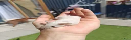Mouse rodents for sale: Friendly male mouse with cage seeking new home  - Advert 2