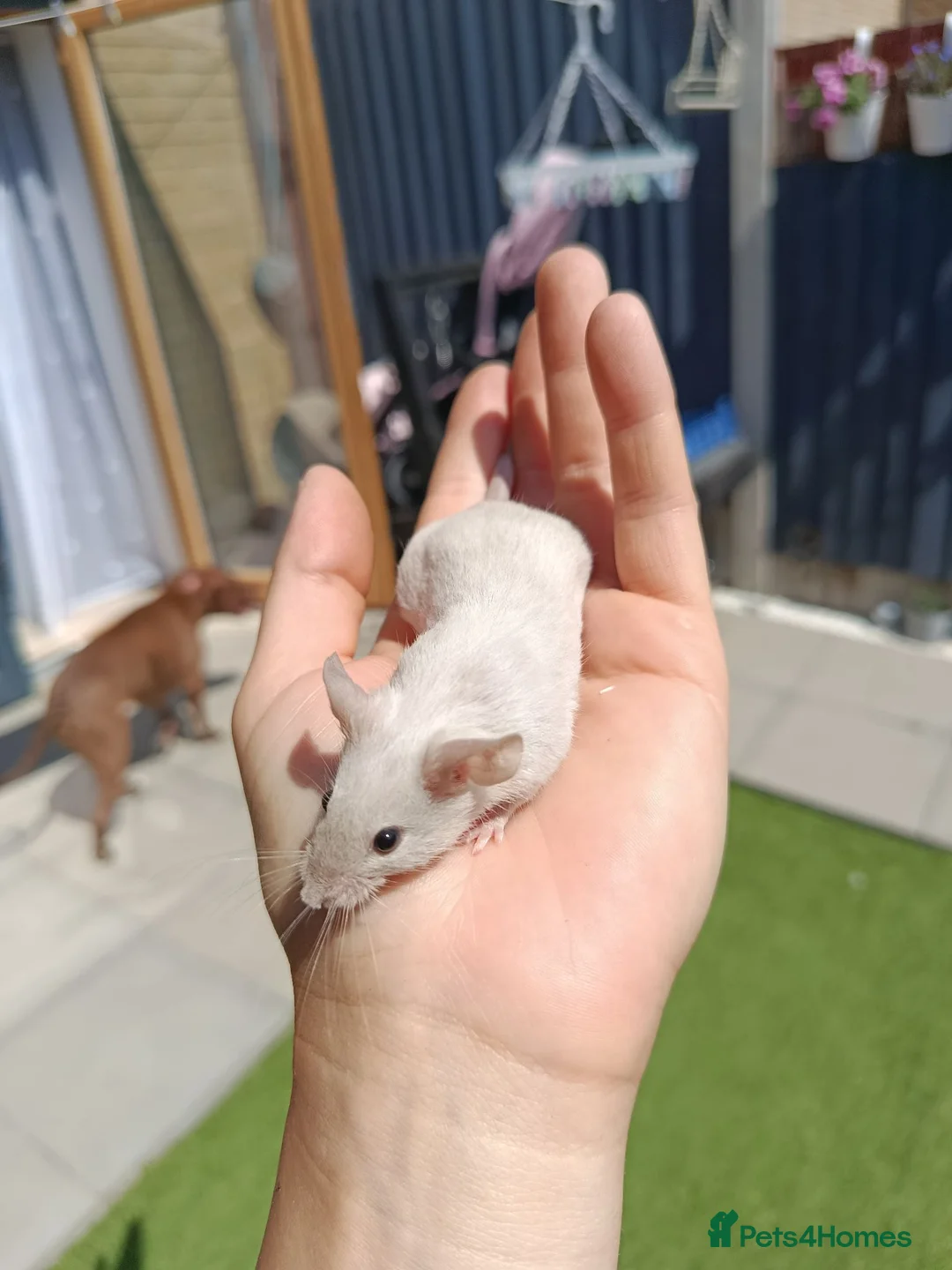 Mouse rodents for sale: Friendly male mouse with cage seeking new home  - Advert 2
