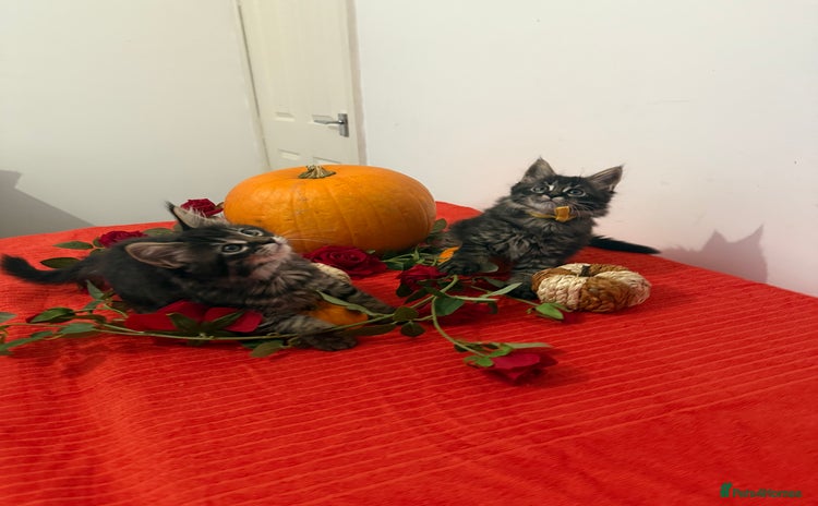 Maine Coon cats - Advert 3