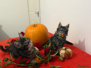 Maine Coon cats - Advert 20