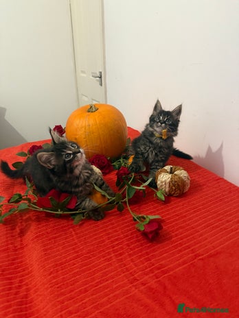 Maine Coon cats - Advert 3