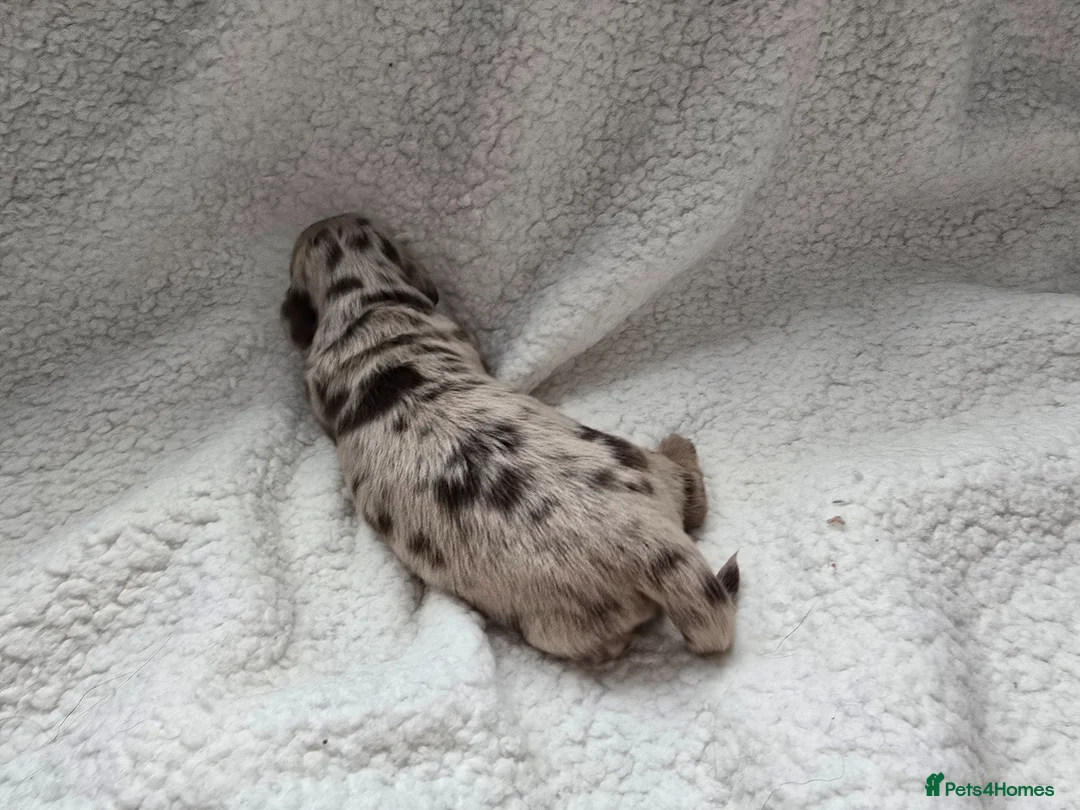 Miniature Dachshund dogs for sale:  Long Hair Dachshund  Dapple Male ,Parents KC  in Leven - Advert 21