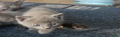 Russian Blue 6