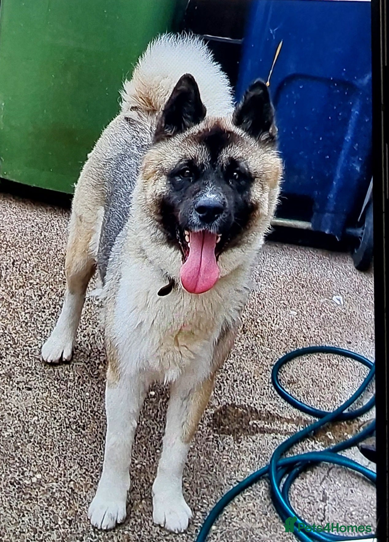 Akita dogs Akita pup - Advert 4