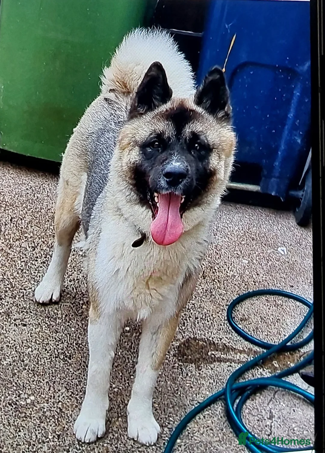 Akita dogs for sale: Akita pup - Advert 1