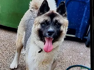 Akita dogs Akita pup - Advert 4