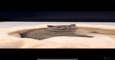 British Shorthair cats 🌈 GCCF fawn/blue 🏆Champion🏆 BSH teddy bears 🌈 - Advert 1