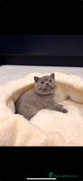 British Shorthair cats 🌈 GCCF fawn/blue 🏆Champion🏆 BSH teddy bears 🌈 - Advert 2