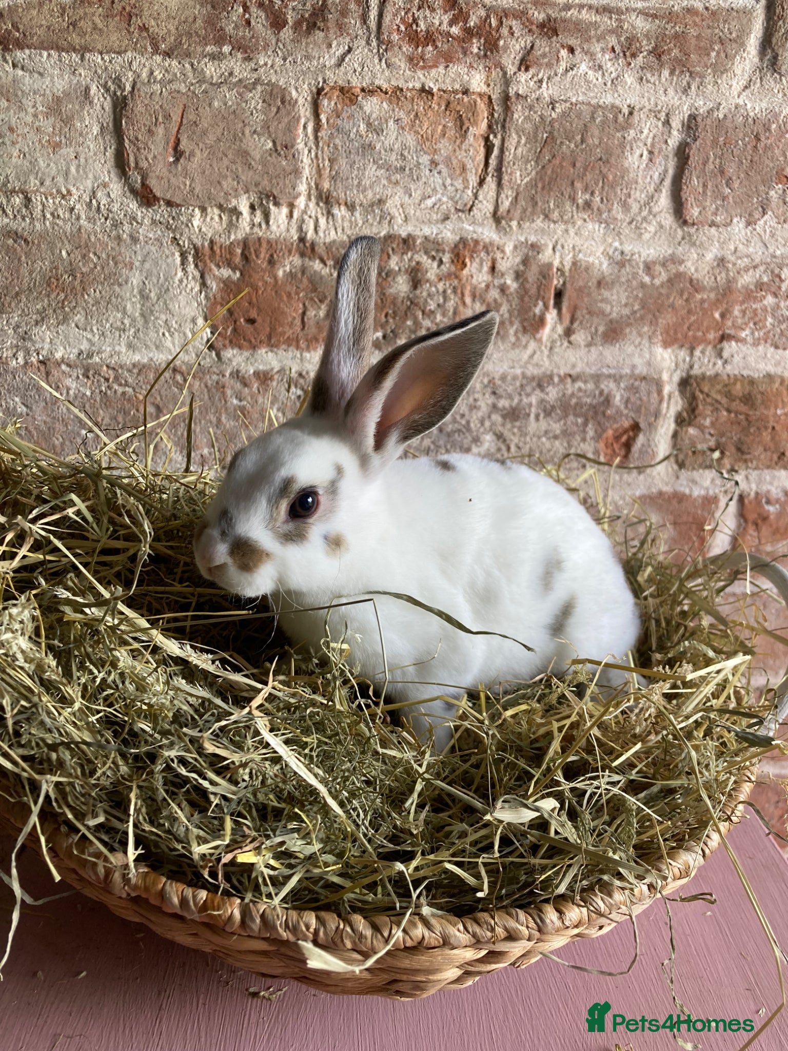 Rex rabbits Mini Rex Bucks  - Advert 2