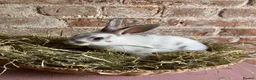 Rex rabbits for sale: Mini Rex Bucks  in Lincoln - Advert 2