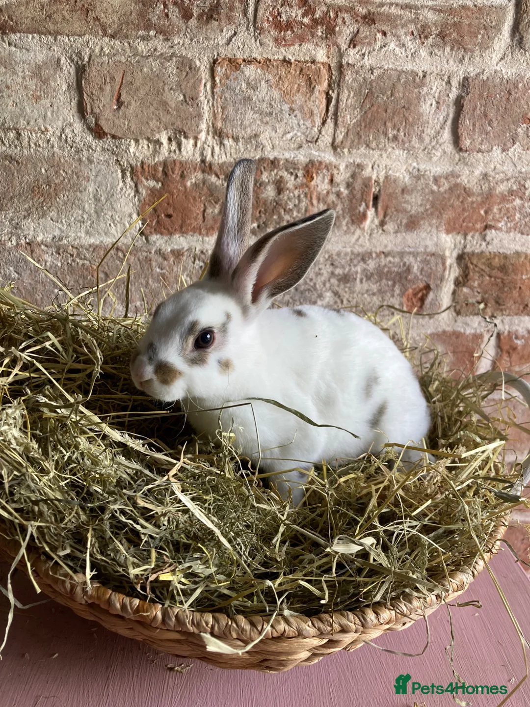 Rex rabbits for sale: Mini Rex Bucks  in Lincoln - Advert 2