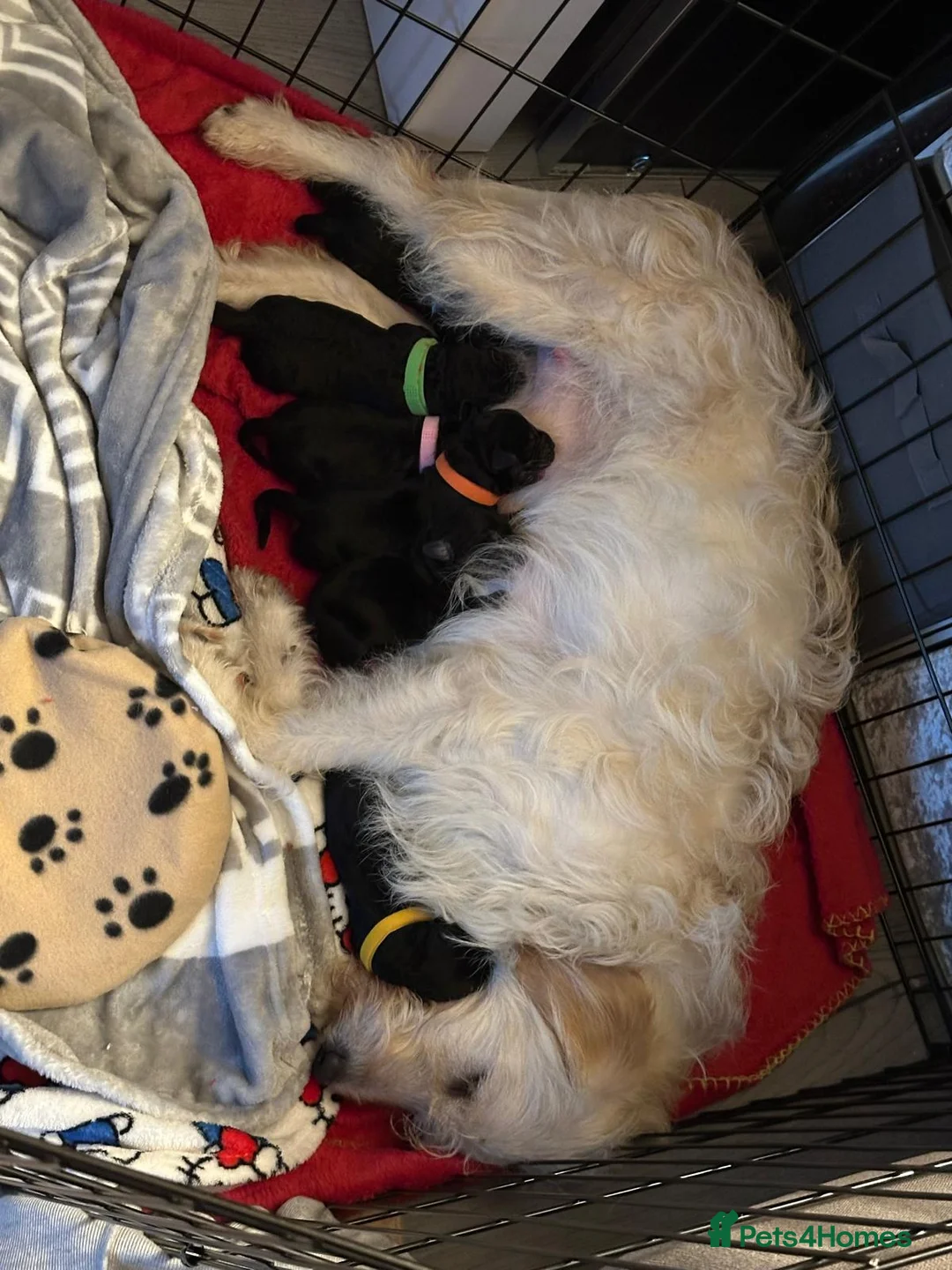 Mixed Breed dogs for sale: Jackadoodle - Advert 6