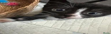 Bengal 3
