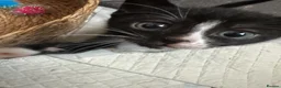 Bengal cats for sale: Bengal x tuxedo kittens - Advert 6
