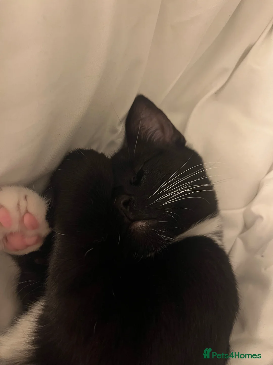 Mixed Breed cats for sale: male kitten for sale - Advert 1