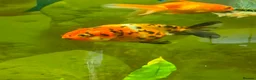 Fancy Goldfish fish for sale: Lots of fancy goldfish  in Saint Columb - Advert 2