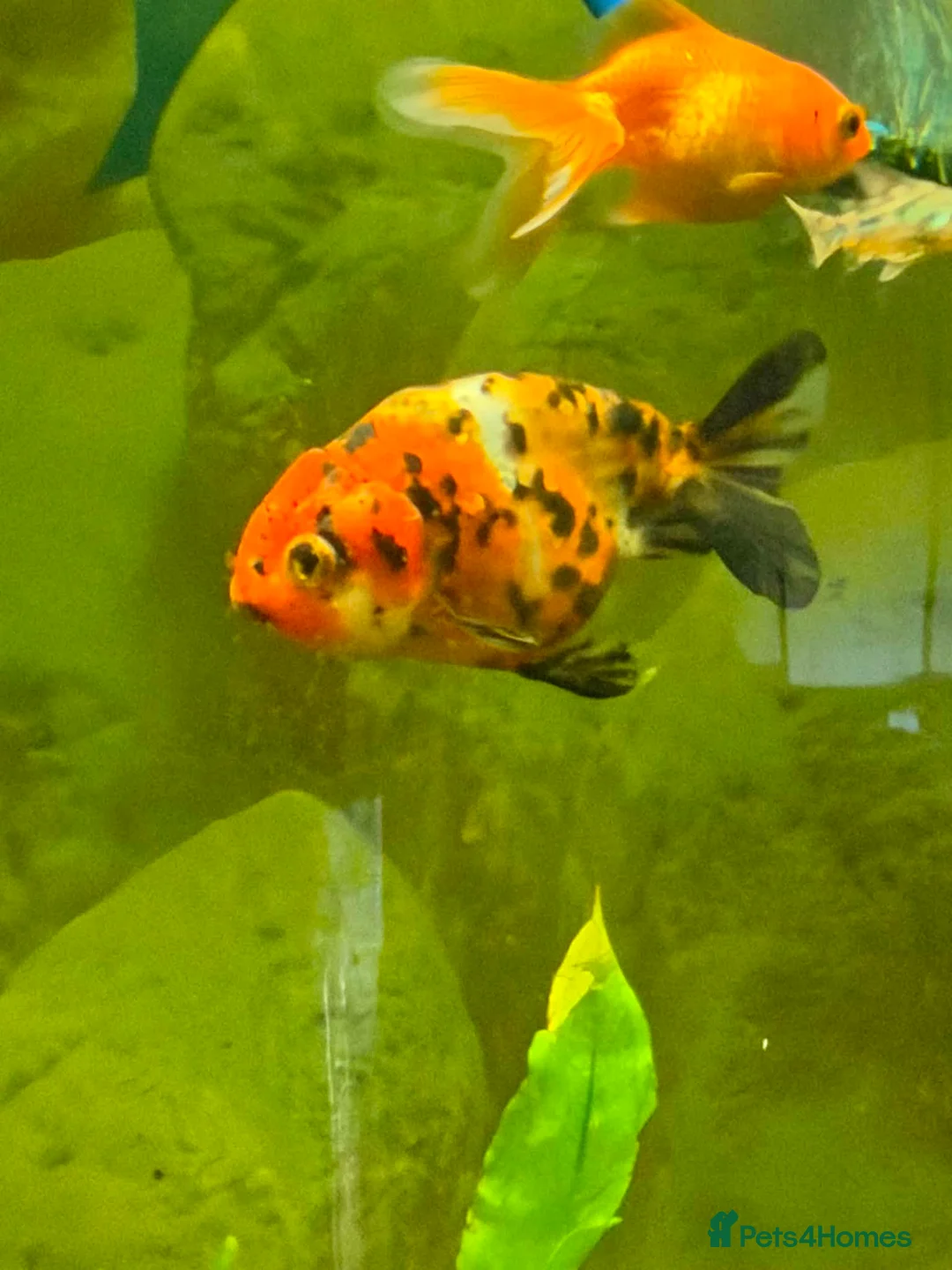 Fancy Goldfish fish for sale: Lots of fancy goldfish  in Saint Columb - Advert 2